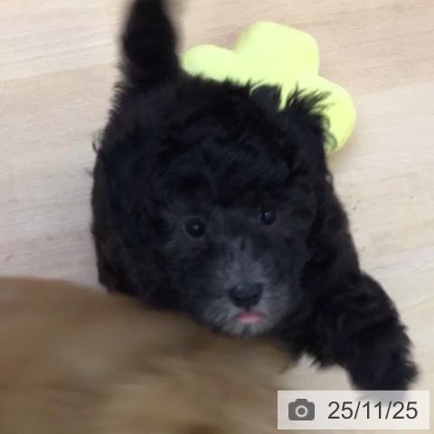 トイ・プードルの写真