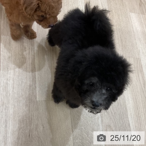 トイ・プードルの写真