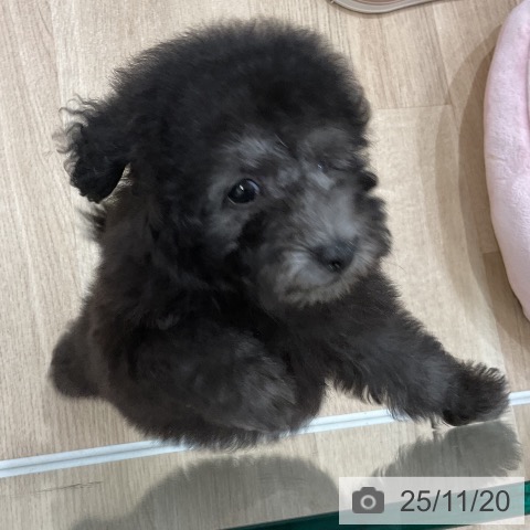 トイ・プードルの写真