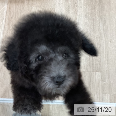 トイ・プードルの写真