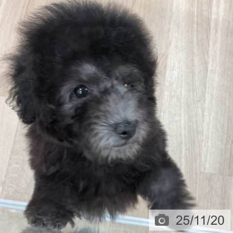 トイ・プードルの写真