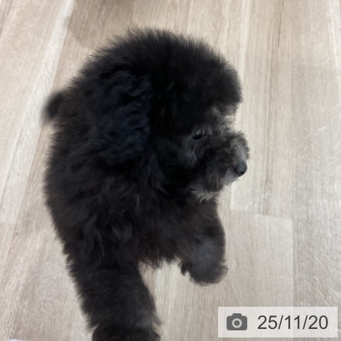 トイ・プードルの写真