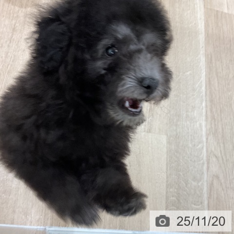 トイ・プードルの写真