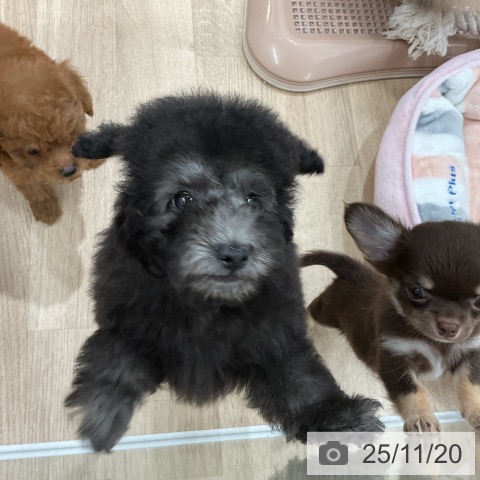 トイ・プードルの写真