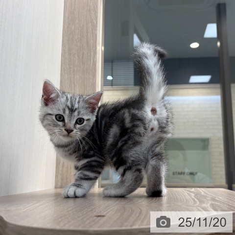 アメリカンショートヘアの写真