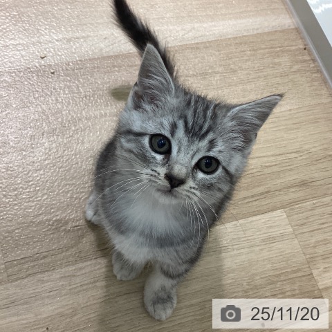 アメリカンショートヘアの写真