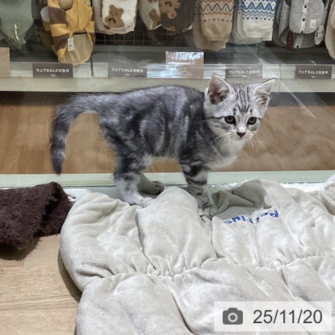 アメリカンショートヘアの写真