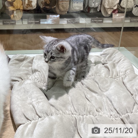 アメリカンショートヘアの写真