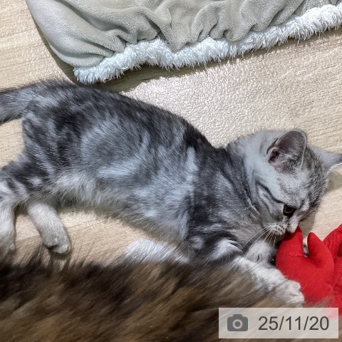 アメリカンショートヘアの写真