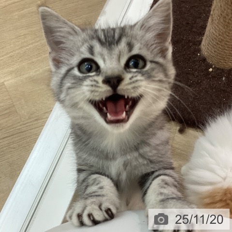 アメリカンショートヘアの写真