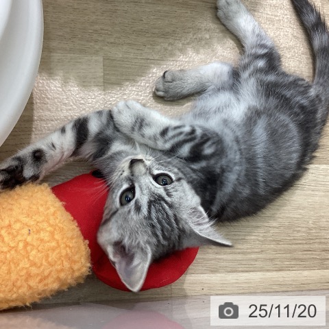 アメリカンショートヘアの写真