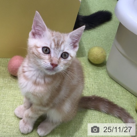 熊本県のアメリカンショートヘアー (ペットプラス 熊本店/2025年9月14日生まれ/男の子/レッドタビー)の子猫の4枚目の画像