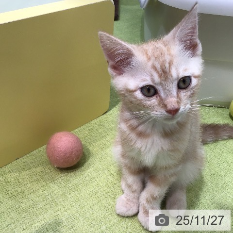 熊本県のアメリカンショートヘアー (ペットプラス 熊本店/2025年9月14日生まれ/男の子/レッドタビー)の子猫の3枚目の画像