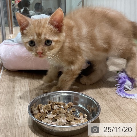 アメリカンショートヘアの写真