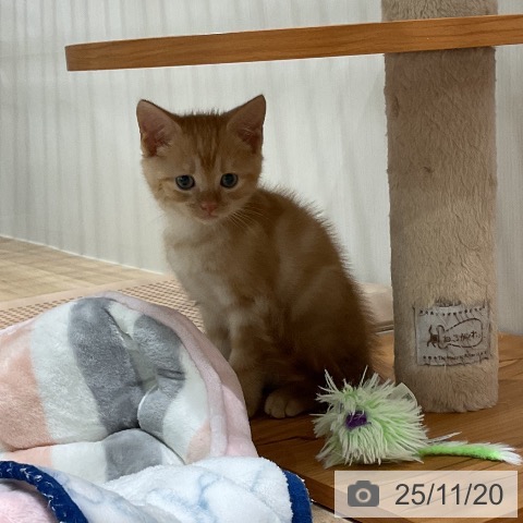 アメリカンショートヘアの写真