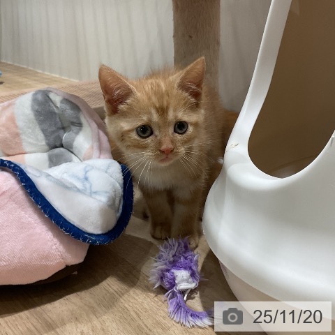 アメリカンショートヘアの写真