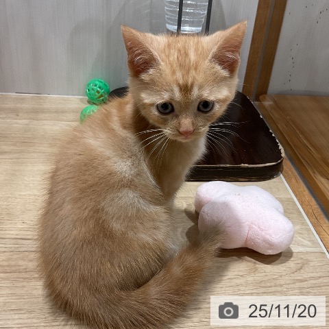 アメリカンショートヘアの写真