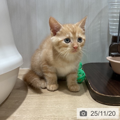 アメリカンショートヘアの写真