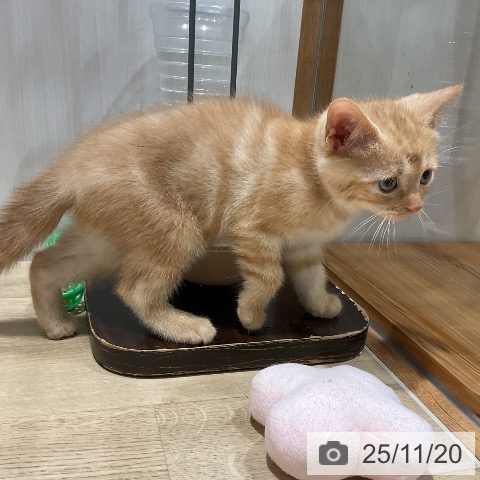 アメリカンショートヘアの写真