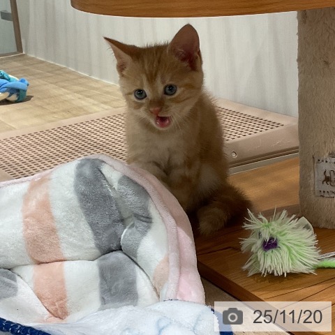 アメリカンショートヘアの写真