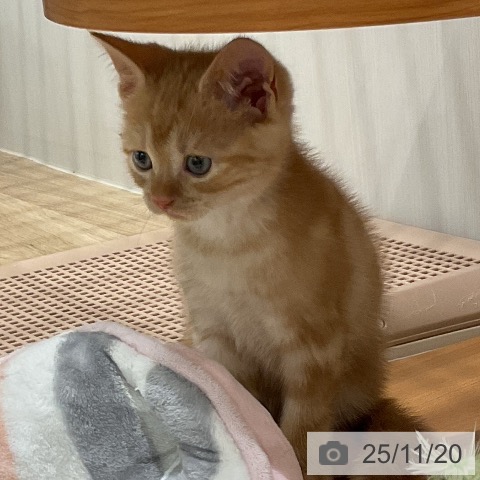 アメリカンショートヘアの写真