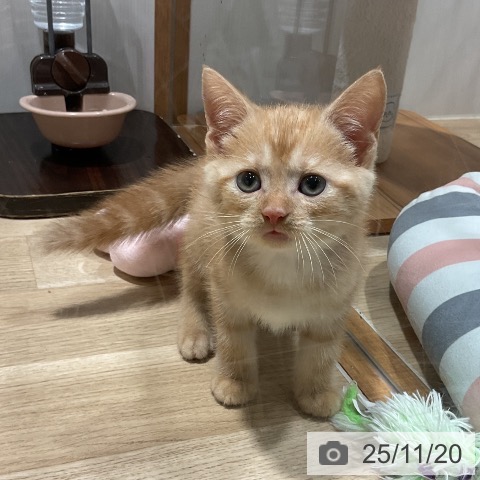 アメリカンショートヘアの写真