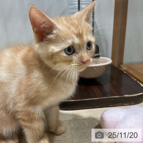 アメリカンショートヘアの写真