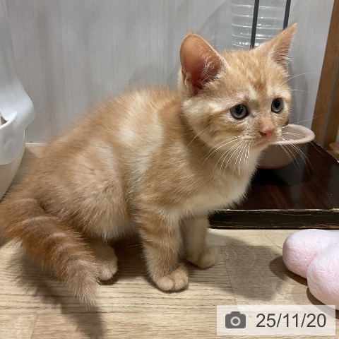 アメリカンショートヘアの写真