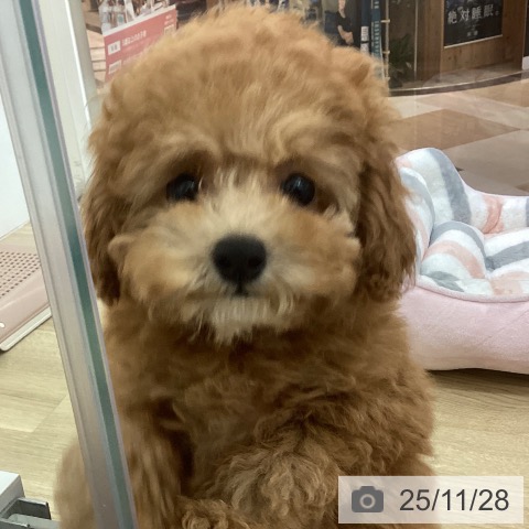 宮崎県のトイプードル(トイ) (ペットプラス 宮崎店/2025年9月20日生まれ/女の子/アプリコット)の子犬の4枚目の画像