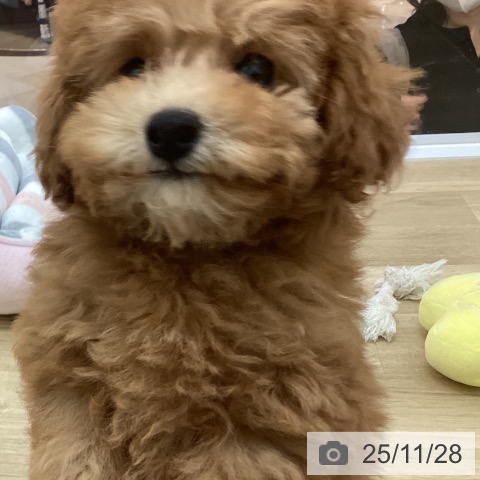 宮崎県のトイプードル(トイ) (ペットプラス 宮崎店/2025年9月20日生まれ/女の子/アプリコット)の子犬の3枚目の画像
