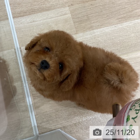 トイ・プードルの写真