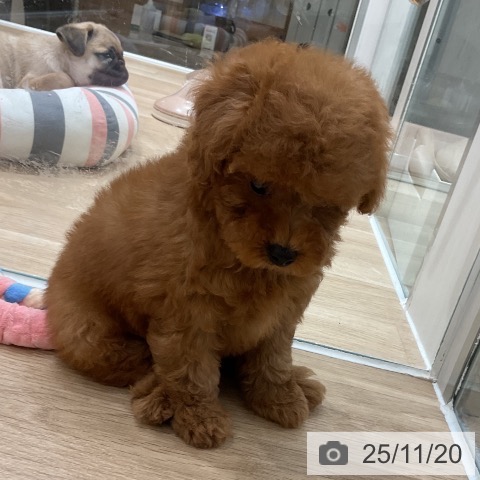 トイ・プードルの写真