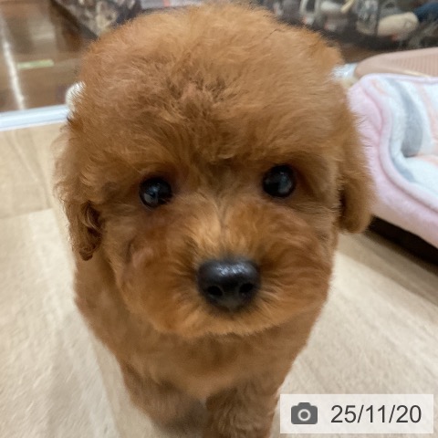 トイ・プードルの写真