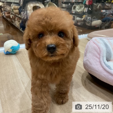 トイ・プードルの写真