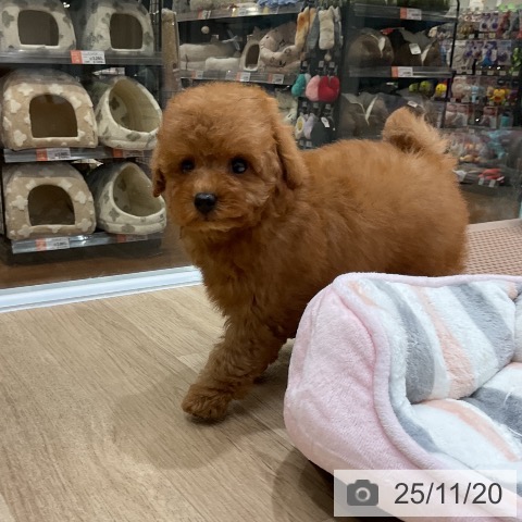 トイ・プードルの写真