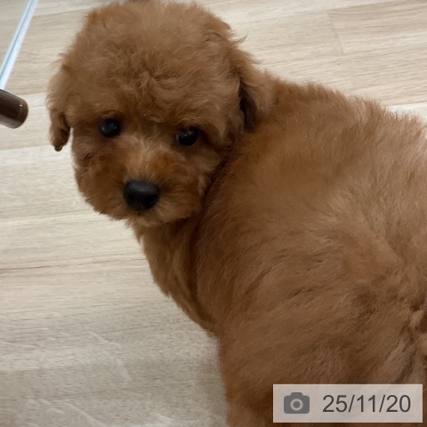 トイ・プードルの写真