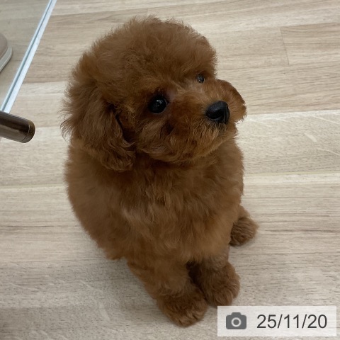 トイ・プードルの写真