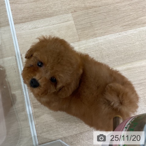 トイ・プードルの写真