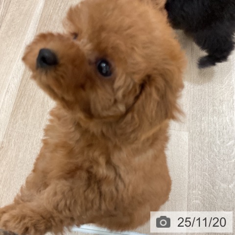 トイ・プードルの写真