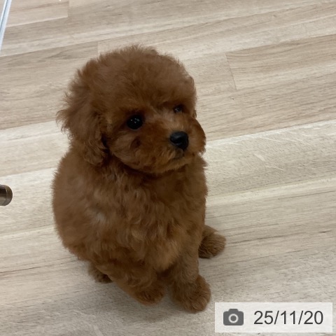 トイ・プードルの写真