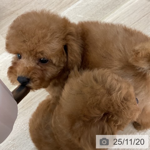 トイ・プードルの写真