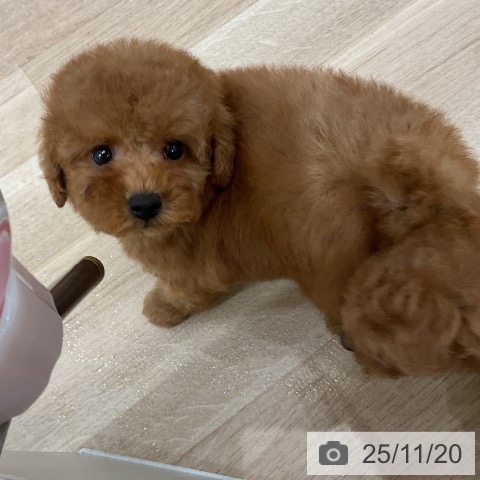 トイ・プードルの写真