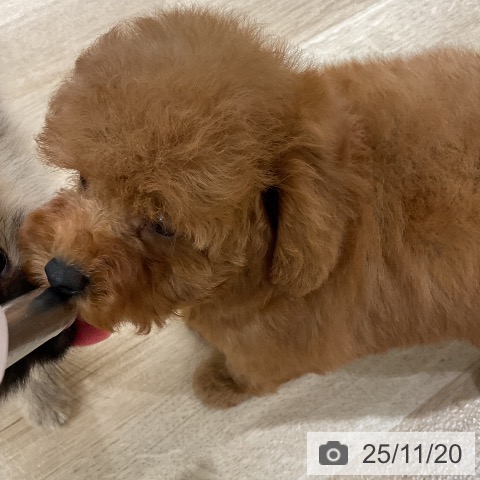 トイ・プードルの写真