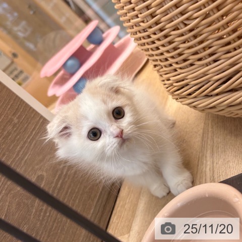 スコティッシュフォールドの写真