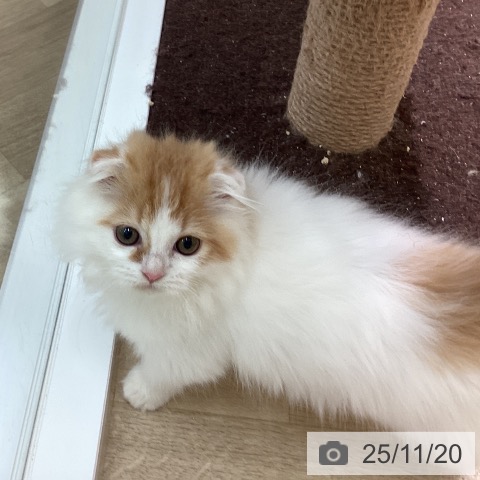 スコティッシュフォールドの写真