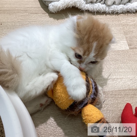 スコティッシュフォールドの写真