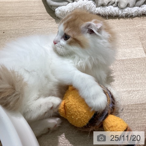 スコティッシュフォールドの写真