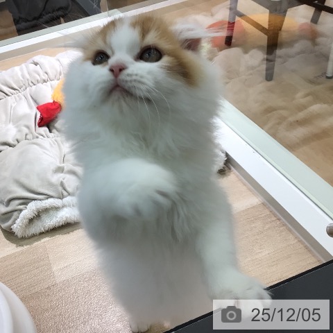 宮崎県のスコティッシュフォールド (ペットプラス 宮崎店/2025年9月19日生まれ/女の子/レッドタビーホワイト)の子猫の4枚目の画像