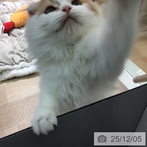 宮崎県のスコティッシュフォールド (ペットプラス 宮崎店/2025年9月19日生まれ/女の子/レッドタビーホワイト)の子猫の4枚目の画像