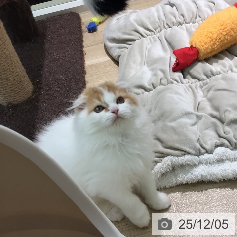 宮崎県のスコティッシュフォールド (ペットプラス 宮崎店/2025年9月19日生まれ/女の子/レッドタビーホワイト)の子猫の3枚目の画像